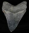 Fossil Megalodon Tooth - Georgia #60894-1
